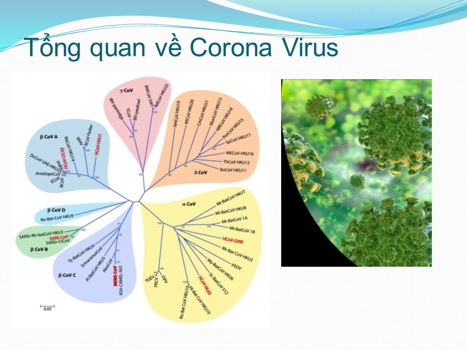 Thông báo: Phòng chống dịch bệnh viêm đường hô hấp do virus corona của Hội đồng Giám mục Việt Nam